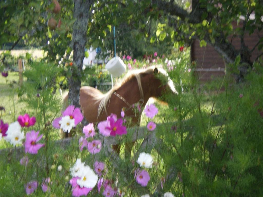 Le Trot'In Chair Bed & Breakfast Martigny-le-Comte ภายนอก รูปภาพ